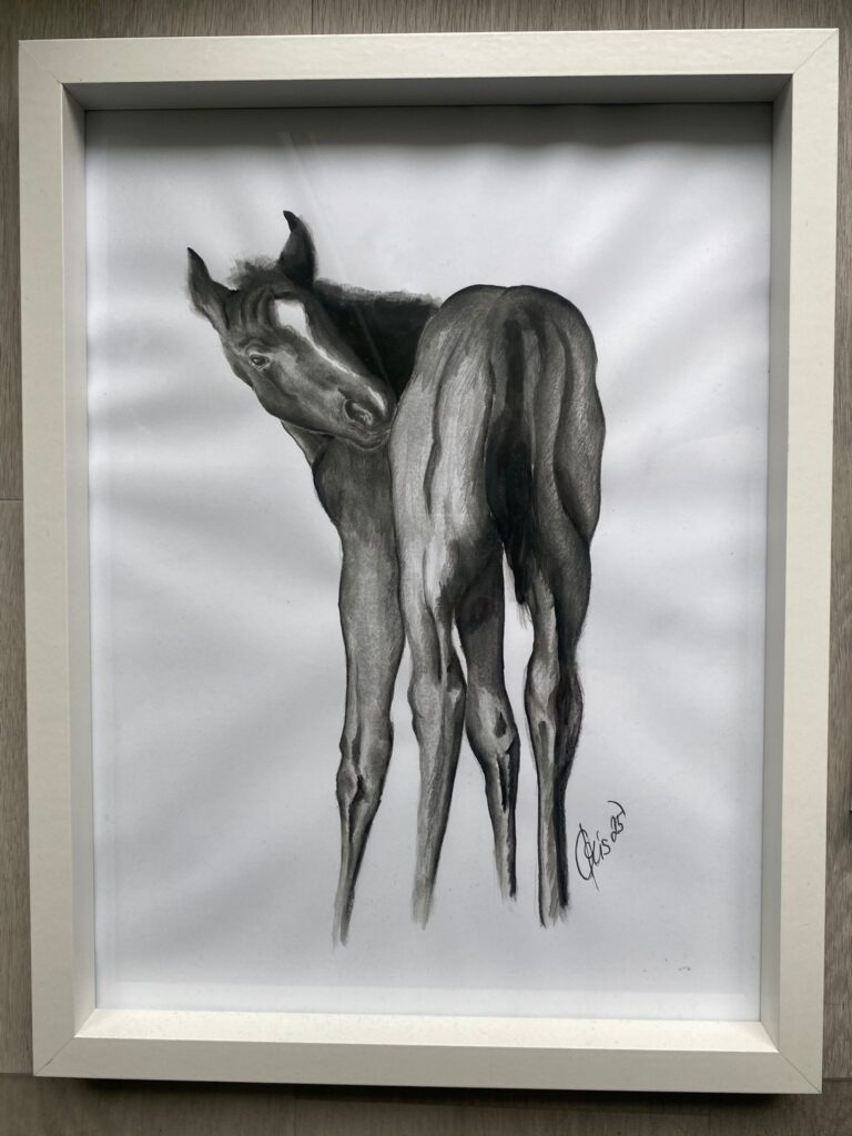 černobílé hříbátko Quarter Horse